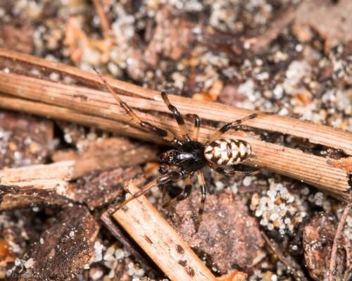 Nemoscolus laurae